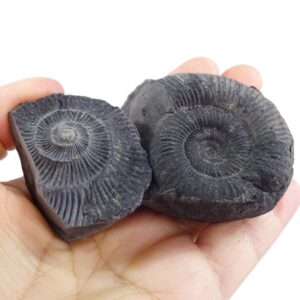 Sulaites sularus