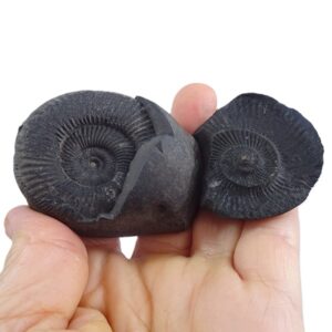 Sulaites sularus  VENDIDO