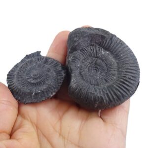 Sulaites sularus