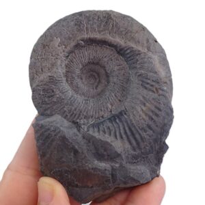 Sulaites sularus