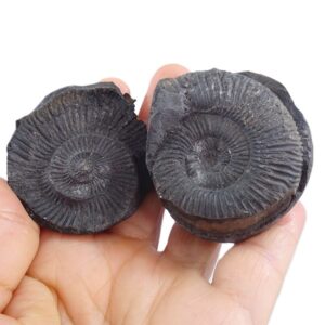 Sulaites sularus  VENDIDO