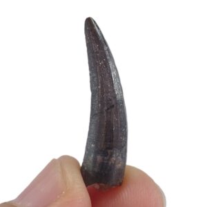 Suchomimus tenerensis  VENDIDO