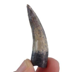 Suchomimus tenerensis  VENDIDO