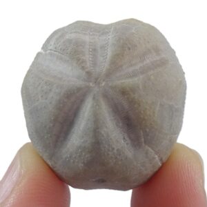 Hemiaster (Mecaster) pseudofourneli