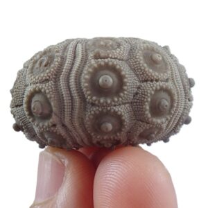 Temnocidaris (Stereocidaris) malum