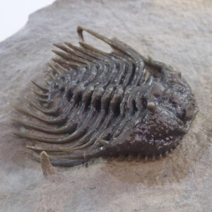 Leonaspis hastata