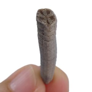 Isselicrinus didactylus