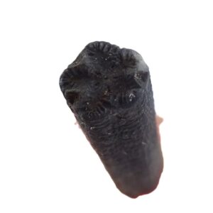 Isselicrinus didactylus