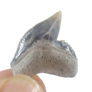 Galeocerdo cuvier
