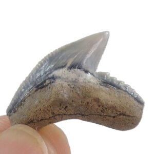 Galeocerdo aduncus