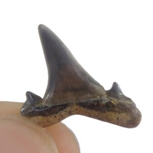 Brachycarcharias lerichei