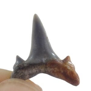 Brachycarcharias lerichei
