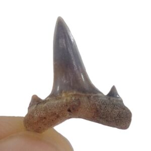 Brachycarcharias lerichei
