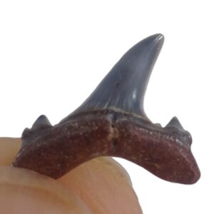 Brachycarcharias lerichei