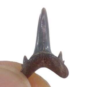 Odontaspis hopei