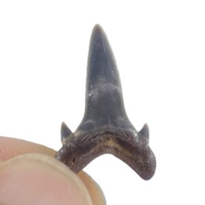 Odontaspis hopei