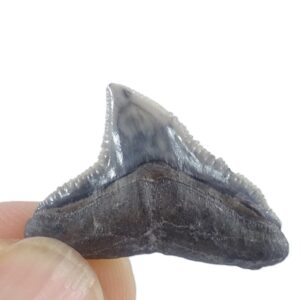 Carcharhinus egertoni