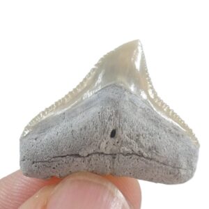 Carcharhinus egertoni