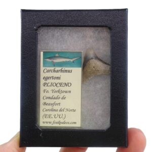 Carcharhinus egertoni