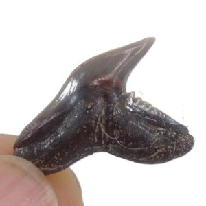 Galeocerdo contortus