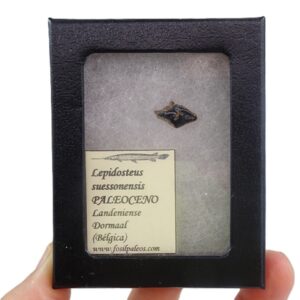 Lepidosteus suessonensis
