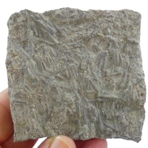Tentaculites raroannulatus
