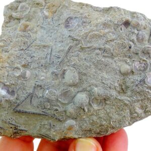 Tentaculites raroannulatus