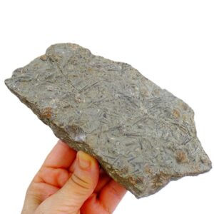 Tentaculites raroannulatus