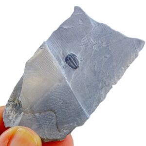 Elrathia kingii