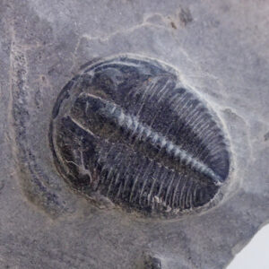 Elrathia kingii