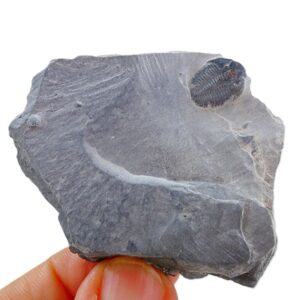 Elrathia kingii