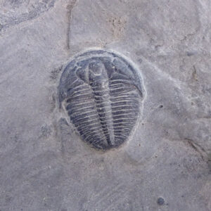 Elrathia kingii