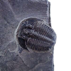 Elrathia kingii