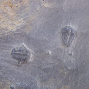 Elrathia kingii