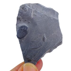 Elrathia kingii