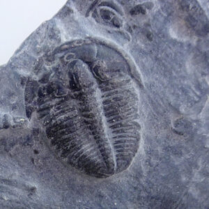 Elrathia kingii