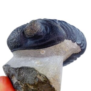 Drotops megalomanicus subornatus