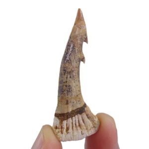 Onchopristis dunklei
