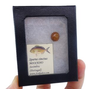 Sparus cinctus