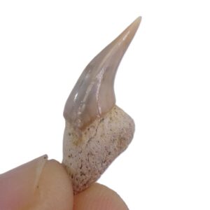 Hexanchus gigas