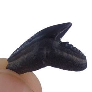 Galeocerdo contortus
