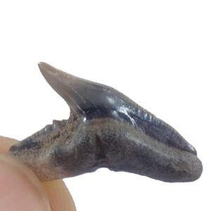 Galeocerdo contortus