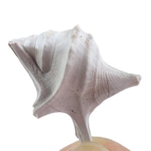 Aporrhais uttingeriana