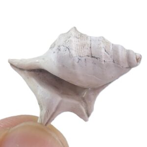Aporrhais uttingeriana