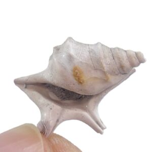 Aporrhais uttingeriana