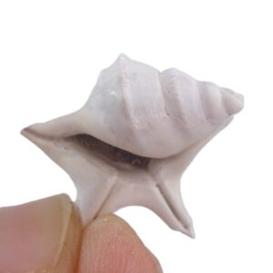 Aporrhais uttingeriana
