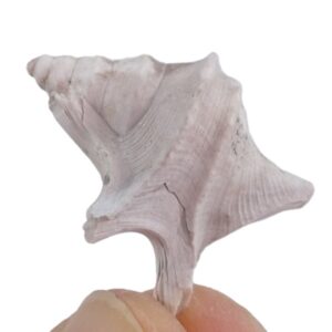 Aporrhais uttingeriana