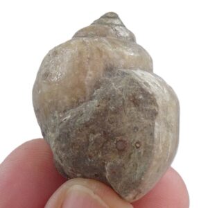 Amaurellina (Crommium) intermedia