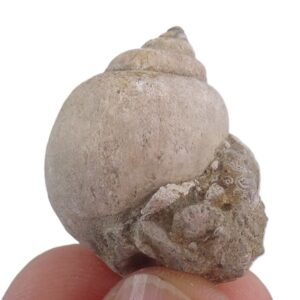 Amaurellina (Crommium) intermedia