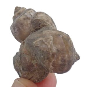 Amaurellina (Crommium) intermedia